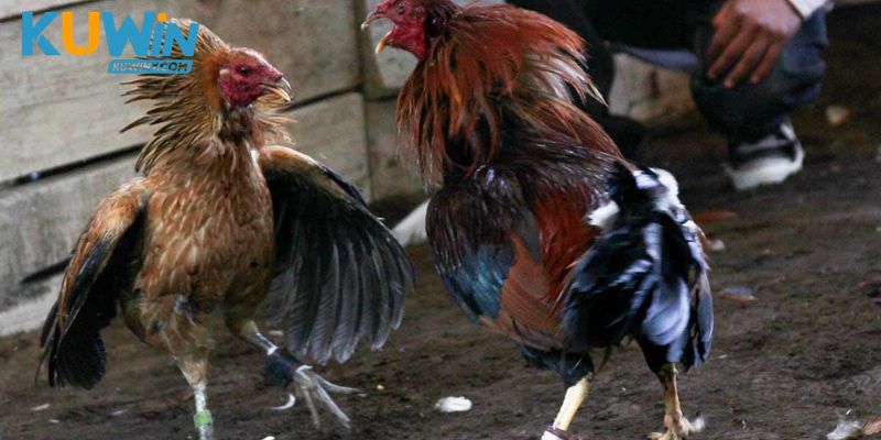 Đá Gà Black McRae được nhận diện qua chuyển động thay vì tên gọi