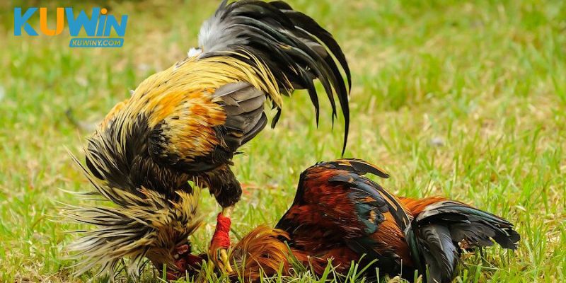 Đá Gà Black McRae: Nhận Diện Dòng Gà Và Thế Đấu Chuẩn Nhất